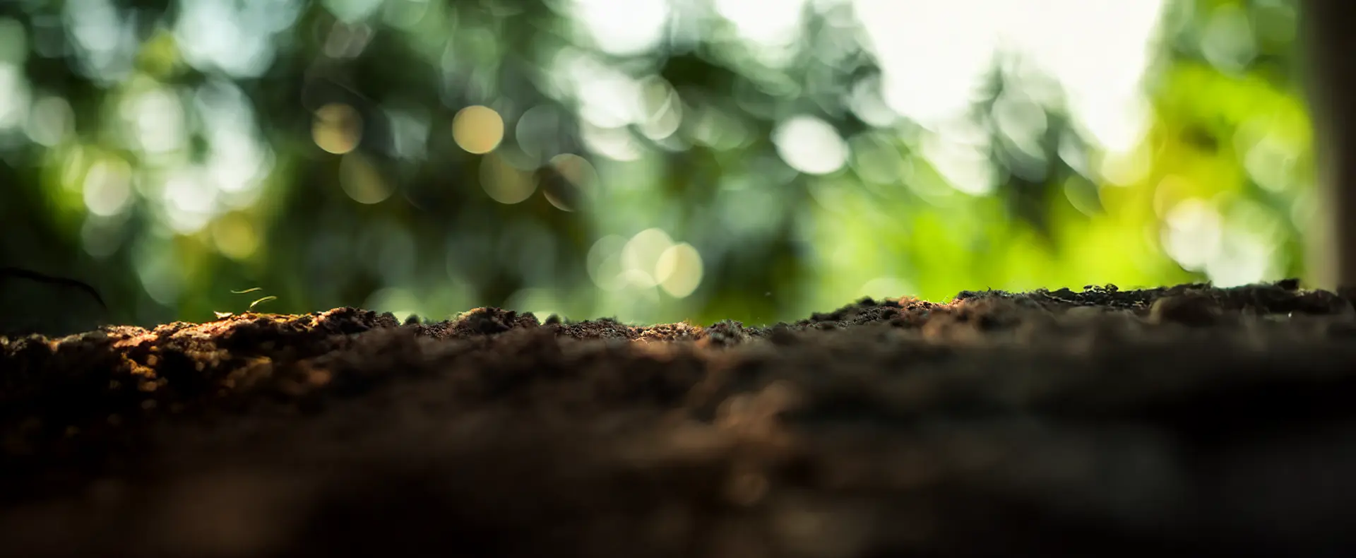 Brown soil with greenery in the background